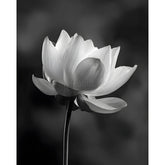 Malen nach Zahlen Blume schwarz weiss